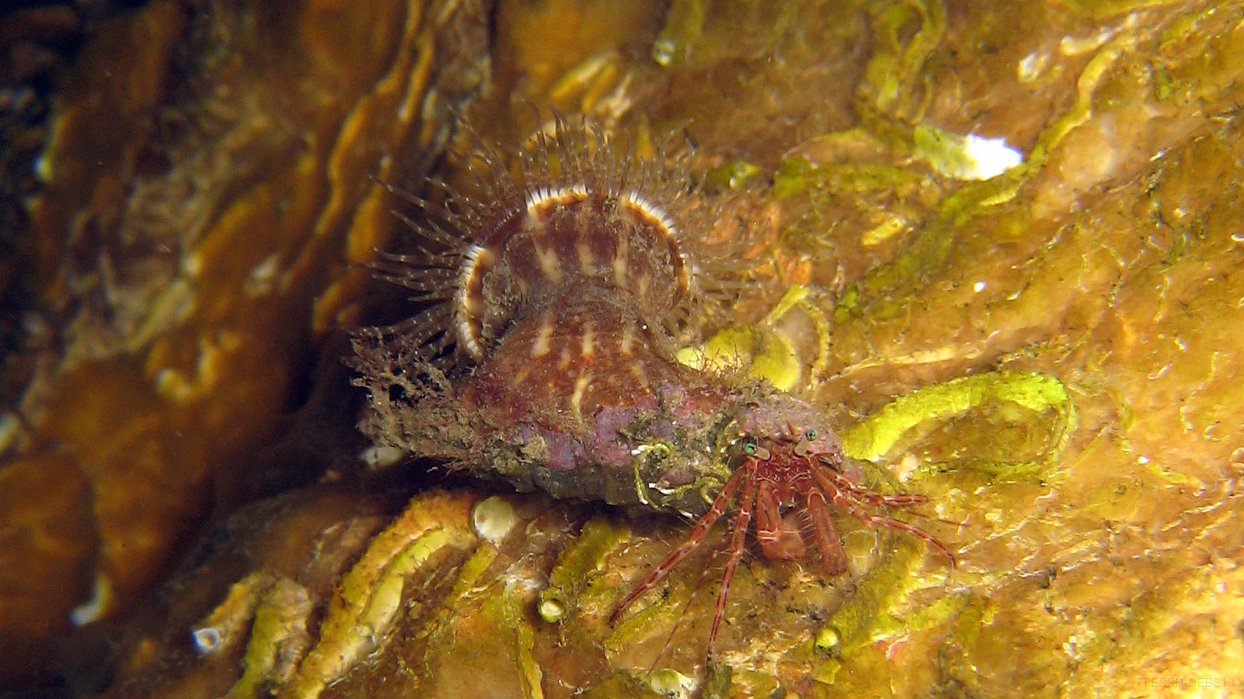 020 Pagure anachorète (Pagurus anachoretus).JPG - Pagure anachorète (Pagurus anachoretus)